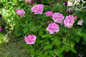 Check spelling or type a new query. Rose Bushes Stock Photo Picture And Royalty Free Image Image 14650513