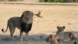 United Parcel Service Ups Stop Supporting Trophy Hunters Who Kill Wildlife Lion Hwange National Park Lions