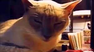 Sevimli Kedi Videolary Izle