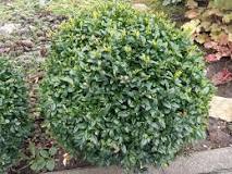 Image result