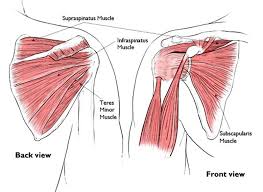 Shoulder exercises are great for shoulder tendonitis pain relief. Diagram Of Left Shoulder Muscles Stabilize Activate Shoulder Joint Inspired Yoga Living Skeletal Muscles Are The Only Voluntary Muscle Tissue In The Human Body And Control Every Action That A
