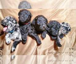 Mudi puppies for sale california. Puppyfinder Com Mudi Puppies Puppies For Sale And Mudi Dogs For Adoption In Usa Page 1 Displays 10