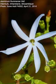 Image result for Jasminum fluminense