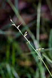 Image result for Oplismenus hirtellus