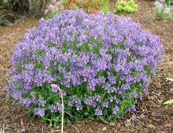 Image result for Nemesia lilacina