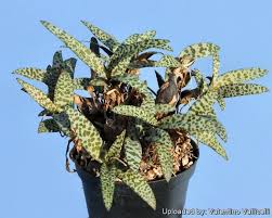 Image result for Ledebouria