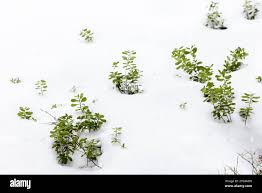 Image result for Chamaeclitandra