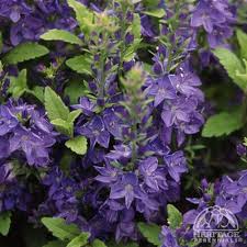 Image result for Melhania prostrata