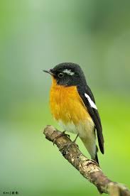 Pin On Awesome Birds