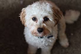 The toy poodle stands around 10 inches in height and weighs between 6 and 9 pounds. Cavapoo Dog Guide Temperament Sizes Cavalier King Charles Spaniel Poodle Mix