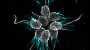Choanoflagellate
