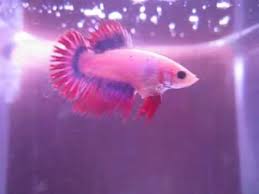 Female Ct Betta Dropping Eggs And Putting It In Her Own Bubblenest 1 Youtube