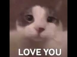 Cat Kissing The Camera Catkissingthecamera Cats Vday2021 Youtube