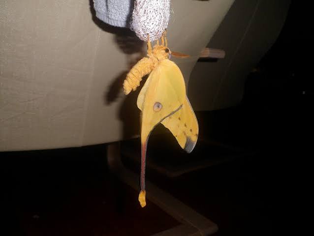 Cocoons and pupae | Welcome, visitor!