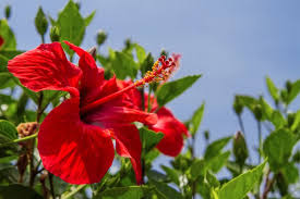 Seitdem verlieren sie immer und immer mehr ihre blätter und die blätter werden auch gelb und fallen anschließend ab. Hibiskus Uberwintern So Kommt Er Unbeschadet Durch Den Winter