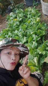 เอาดอกพุทธรักษาสวยๆมาทักทายทุกคนตอนตี 4 จ้า #ทักทายทุกคนนะคะ