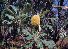 Banksia Dentata Common Names Tropical Plants