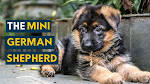 Introducing the Miniature German Shepherd - Animalso