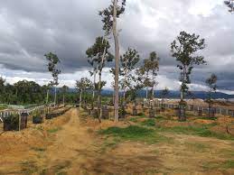 Tanam Durian Teknik Thailand Dymaz Agro Malaysia Facebook