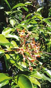 Image result for Strophanthus welwitschii