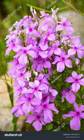 Image result for Cycnium