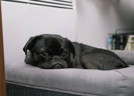 It is a sturdy breed that has gained popularity over the years and has proved to be an incredible companion. Handsome Hybrid The Chihuahua Pug Mix Petventuresbook