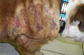Image result for mold in the ear dog