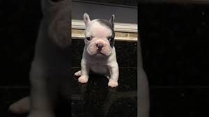 All our puppies come with a one year guarantee. Beautiful Blue Sable Pied French Bulldog Puppy For Sale Youtube