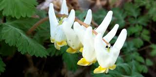 Image result for Eragrostis botryodes