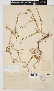 Image result for Pegolettia retrofracta