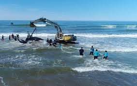 El pronóstico del tiempo más actualizado en mar del tuyu: Con Un Maratonico Rescate Devolvieron Al Mar A La Ballena Varada En Mar Del Tuyu