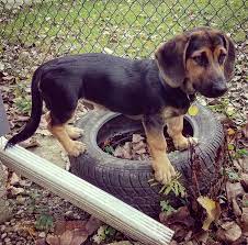 Beagle, dogue de bordeaux, and basset hound mix. German Shepherd Basset Hound Mix Puppies Off 67 Www Usushimd Com