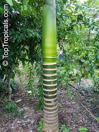 Bunga kitolod memang memiliki sejumlah khasiat. Areca Catechu Areca Triandra Areca Palm Betel Nut Bunga Pinang Toptropicals Com