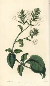 Image result for Plumbago zeylanica