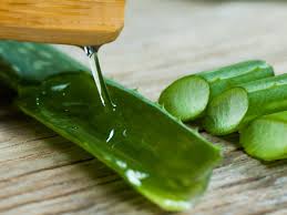 You will get a lustrous hairstyle immediately. Aloe Vera Is A Miracle Plant For Your Skin And Hair Health Here Is How You Can Use It In Your Beauty Regime Pinkvilla