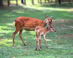 フォトライブラリー