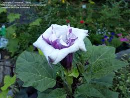 We did not find results for: Plantfiles Pictures Datura Hybrid Devil S Trumpet Horn Of Plenty Downy Thorn Apple Ballerina Purple Datura Metel By Onewish1