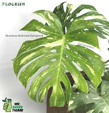 Monstera Deliciosa Variegated Monstera Rare Plants Monstera Deliciosa