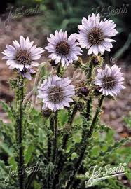 Image result for Berkheya speciosa