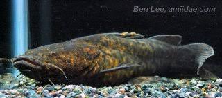 Image result for Ypsilopus liae