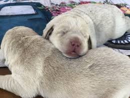 They are a reliable breed, persevering, benevolent, and brilliant. Champagne Lab Puppies For Sale Silver And Charcoal Kennels