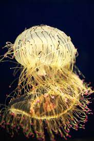 Pin By Debbie Mashburn On Jellyfish Ocean Creatures Ocean Animals Sea And Ocean
