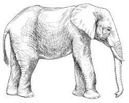Africanelephant Jpg 2653 2131 Elephant Outline Zoo Coloring Pages Elephant Coloring Page