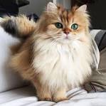 Cat Breeds with Fluffy Tails: Choosing a Beautiful Pet