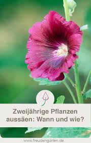 Aussaat Von Zweijahrigen Pflanzen So Geht Es Richtig Zeitpunkt Pflege Uberwintern Garten Gartenidee Pflanzen Pflanzen Stauden Garten Pflanzen