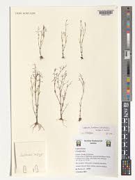 Image result for Linderniella gracilis