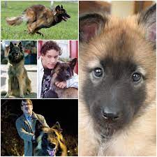 The boys are threatened with no crumble if they don't help assemble a wooden shelf, while jim's dog wilson keeps doing his dollops in mum and dad's flowerbed. Lovable Wellard From Eastenders Was A Belgian Tervueren And Was Their Longest Serving Canine Longer The Roly The Standard Friday Night Dinners Dog Breeds Pets