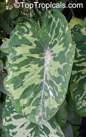 I found this one in orchard supply hardware store and initially had no idea what cultivar it was. Tropiki Na Podokonnike