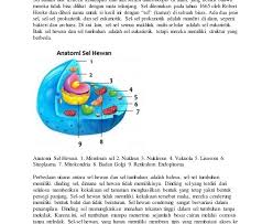 Pengertian sel, tidak bisa didefinisikan pada 1 sisi saja. Gambar Anatomi Sel Hewan Dan Fungsinya Sel Tumbuhan Dan Sel Hewan Perbandingan Ukuran Sel Halaman All Kompasiana Com Sel H Sel Hewan Menggambar Anatomi Hewan