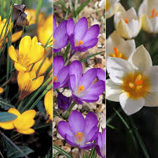 Check spelling or type a new query. Buy Crocus Collection Spring Flowering Crocus Collection 9 99 Delivery By Crocus